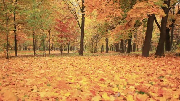 Autumn forest landscape — Stock Video