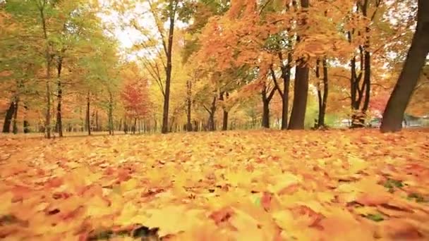 Schöne goldene Herbstlandschaft. stabilisierte Tierperspektive — Stockvideo