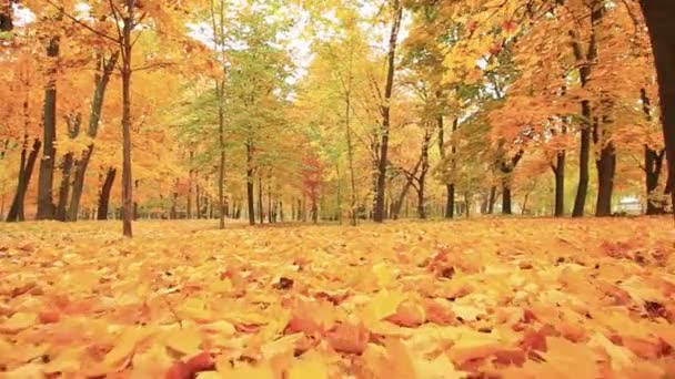 Golden  autumn landscape. Stabilized  animal view — Stock Video