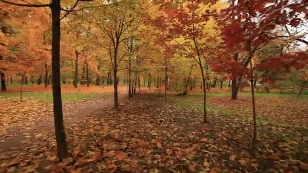 Hermoso paseo en el parque de otoño. Clip estabilizado — Vídeo de stock