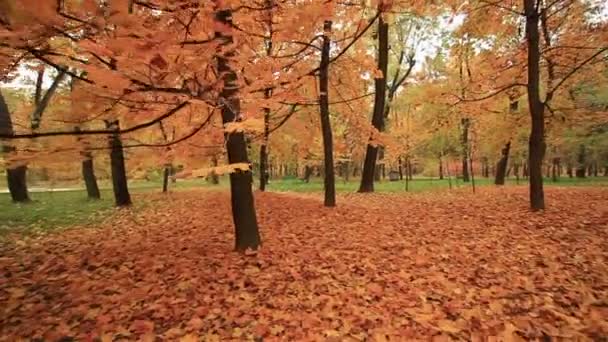 Belo passeio no parque de outono. Clipe estabilizado — Vídeo de Stock