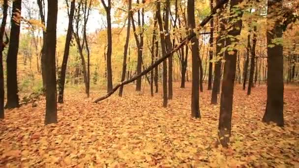 Camina sobre el bosque en otoño. Clip estabilizado — Vídeos de Stock