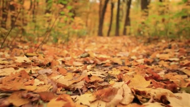 Ruch na liście. Jesienią. Stabilizowany zwolnionym tempie klip — Wideo stockowe