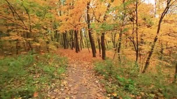 在森林里的运动。秋天。稳定的剪辑 — 图库视频影像