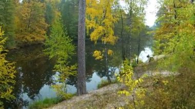 Sarı huş ağacı ahşap ve nehir. Manzara. Hava klip