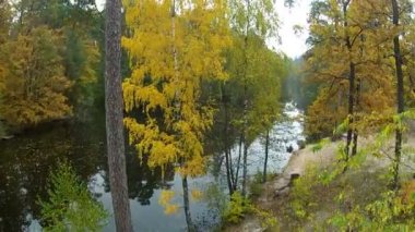 Sarı huş ağacı ahşap ve nehir. Hava klip
