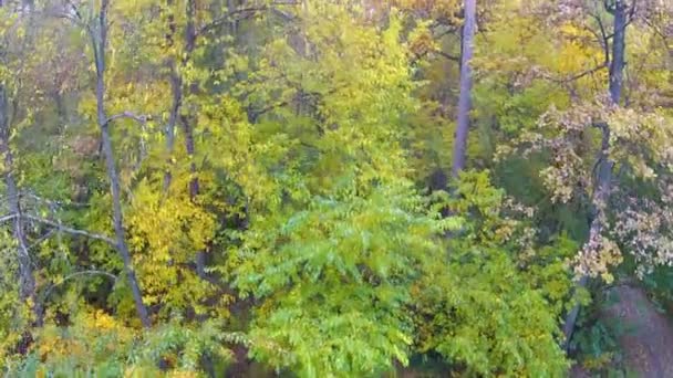 在秋天的森林。稳定的空中剪辑 — 图库视频影像