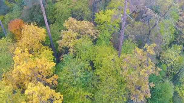 Vacker flygning över den vackra träslag. Aerial klipp — Stockvideo