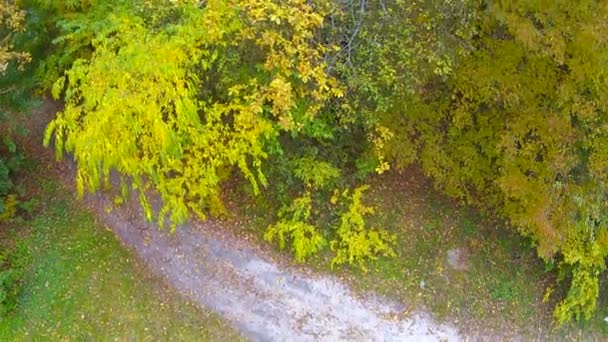 Árbol con hojas rojas. Clip aéreo estabilizado — Vídeo de stock