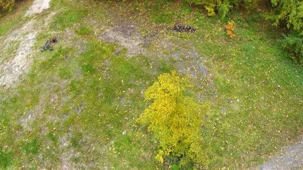 孤独な木。空中クリップ — ストック動画