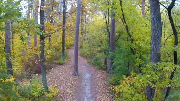 Forest footpath. Aerial clip — Stock Video