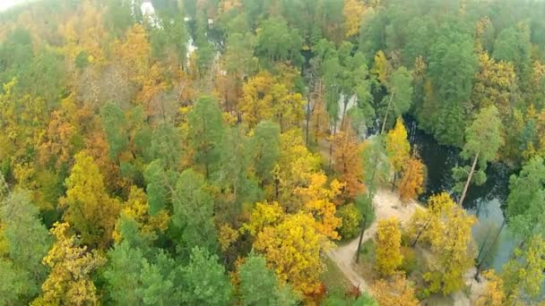 Rivière et bois. Des dommages de la nature.Clip aérien 
