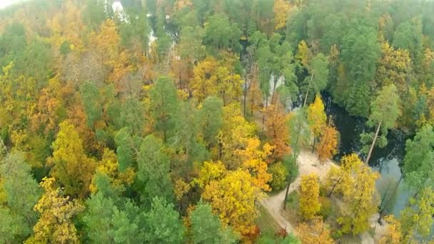 Río y madera. jalá daños de la naturaleza.Clip aéreo — Vídeos de Stock