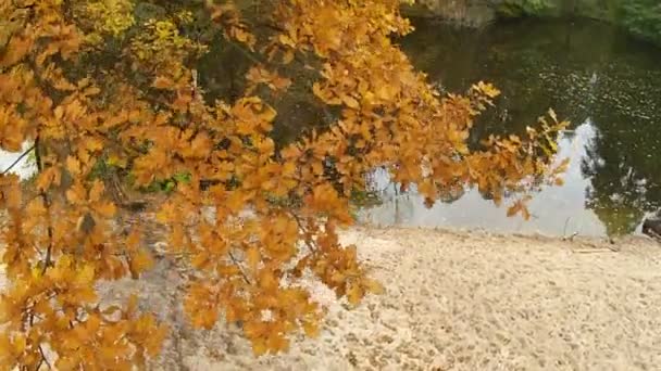 Ljust gult trä och floden. Aerial klipp — Stockvideo