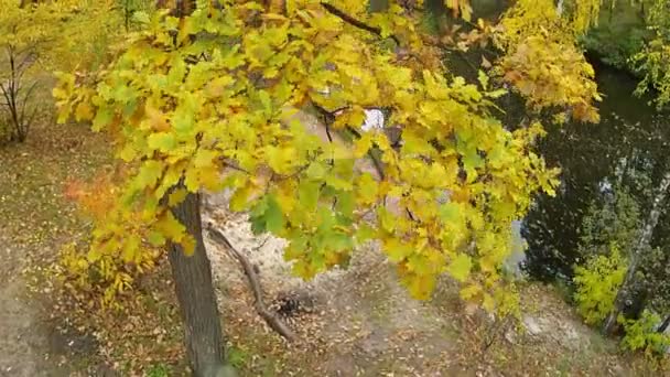 Helder gele hout en rivier. Luchtfoto clip — Stockvideo