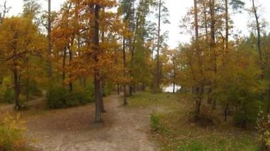 Sevimli sonbahar ahşap. Arka görüş. Hava klip