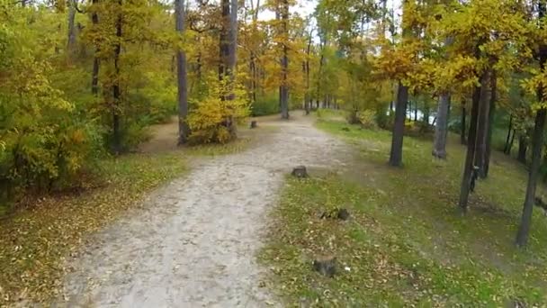 Encantadora madera de otoño. Clip aéreo — Vídeo de stock