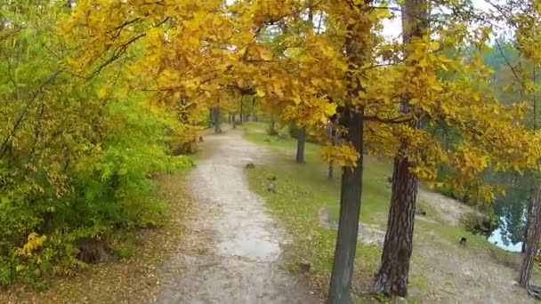 Fast flight on the wood. Aerial clip — Stock Video