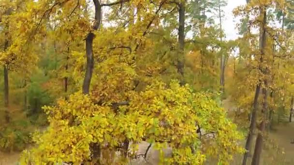 Baum aus Holz mit gelben Blättern. Antennenclip — Stockvideo