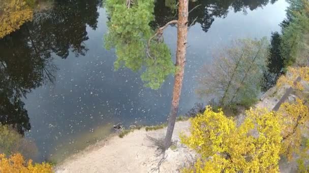 Beauté de la nature, du bois et de la rivière en automne. Clip aérien 