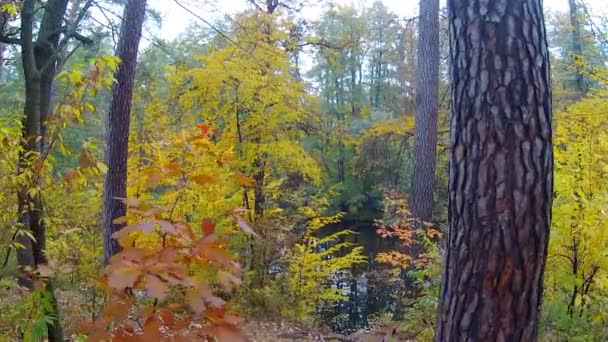 A través del bosque de otoño. Clip aéreo — Vídeo de stock