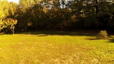 Sonbaharda bir orman kenarı üzerinde uçuş