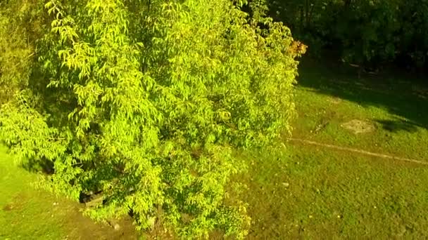 Groene boom in het park. Luchtfoto — Stockvideo