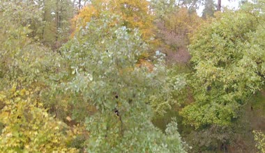 Uçuş sarı ağaç ile ahşap üzerine. Hava