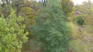 Uçuş sarı ağaç ve nehir ile ahşap üzerine. Hava