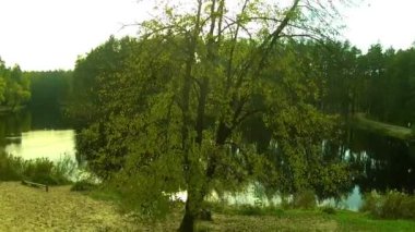 Ahşap ve su birikintisi Panoraması. Hava