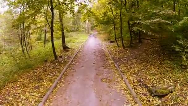 Vol sur la route d'automne dans le parc — Video