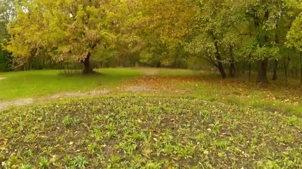 Gele herfst. Vlucht over de aarde. Landschap — Stockvideo