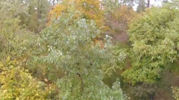 Flight over  wood with  yellow tree . Aerial — Stock Video