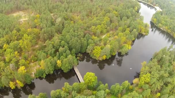 川と木。空中 — ストック動画