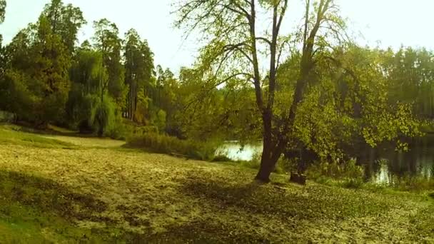 Herfst landschap met een boom en de vijver. Luchtfoto — Stockvideo