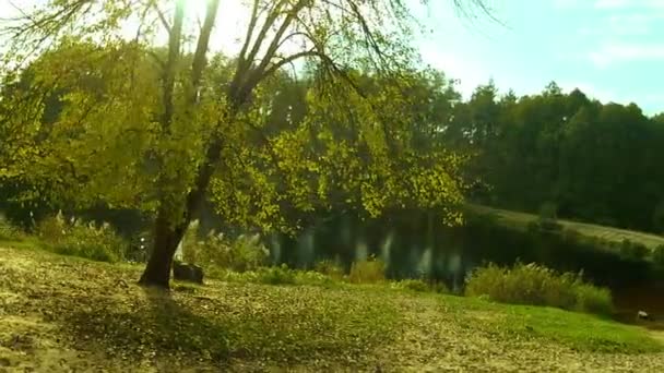 Arbre d'automne dans les rayons du soleil avec un étang. Aérien — Video