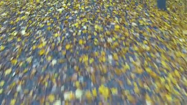 Snelle beweging vlucht over bladeren — Stockvideo