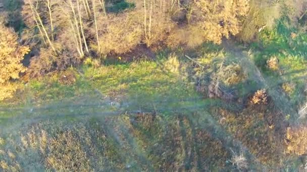 Vuelo sobre el paisaje con arroyo y madera. Antena — Vídeos de Stock