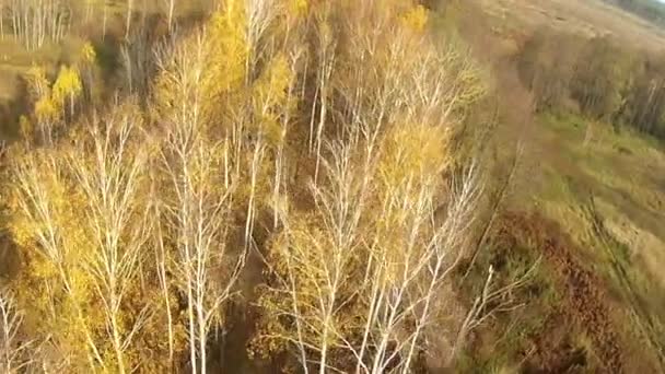 森林地区美しいフライト。空中 — ストック動画