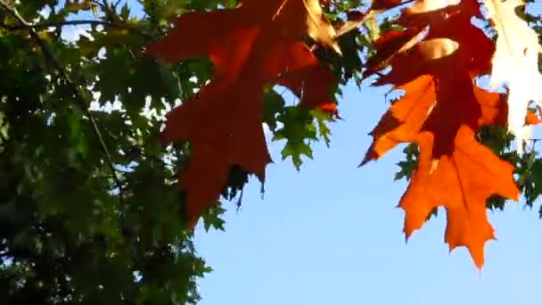 Feuilles jaune vif rapprochées sur un vent . — Video