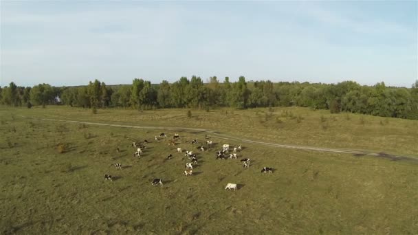 Manada de vacas en el prado. Disparo aéreo . — Vídeo de stock