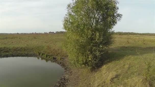 Árvore solitária com pequeno lago. Tiro aéreo . — Vídeo de Stock