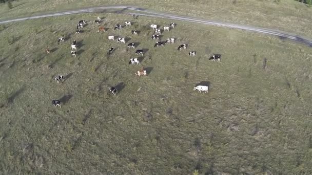 Herd of cows on  meadow. Aerial shot. — Stock Video
