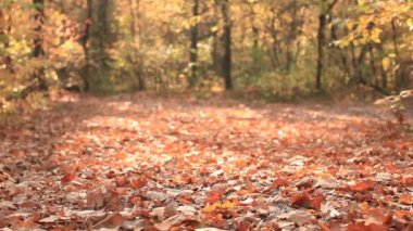 Sarı yapraklar ile güneşli sonbahar ahşap. Kaymak vurdu
