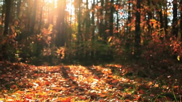 Abend in goldenem Herbst sonnigem Holz. Schiebereglerschuss — Stockvideo