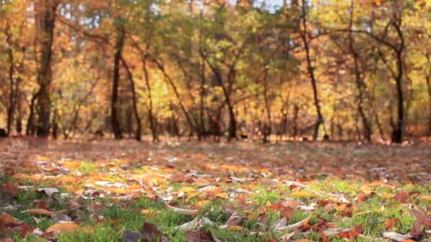 Jesień krajobraz lasu z liści. Suwak strzał — Wideo stockowe