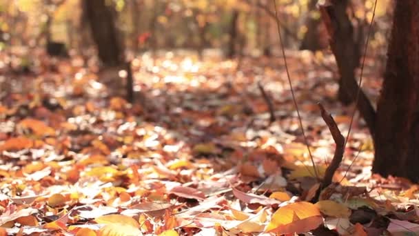 Belleza de la madera soleada otoño. Slider tiro — Vídeos de Stock