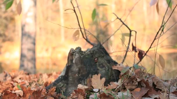 Autumn yellow sunny wood. Slider shot — Stock Video