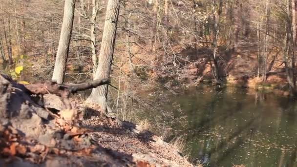 Outono amarelo ensolarado madeira com lago. Slider tiro — Vídeo de Stock