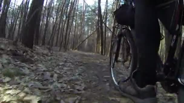 Paseo en bicicleta por el bosque. Vista trasera del clip POV — Vídeos de Stock